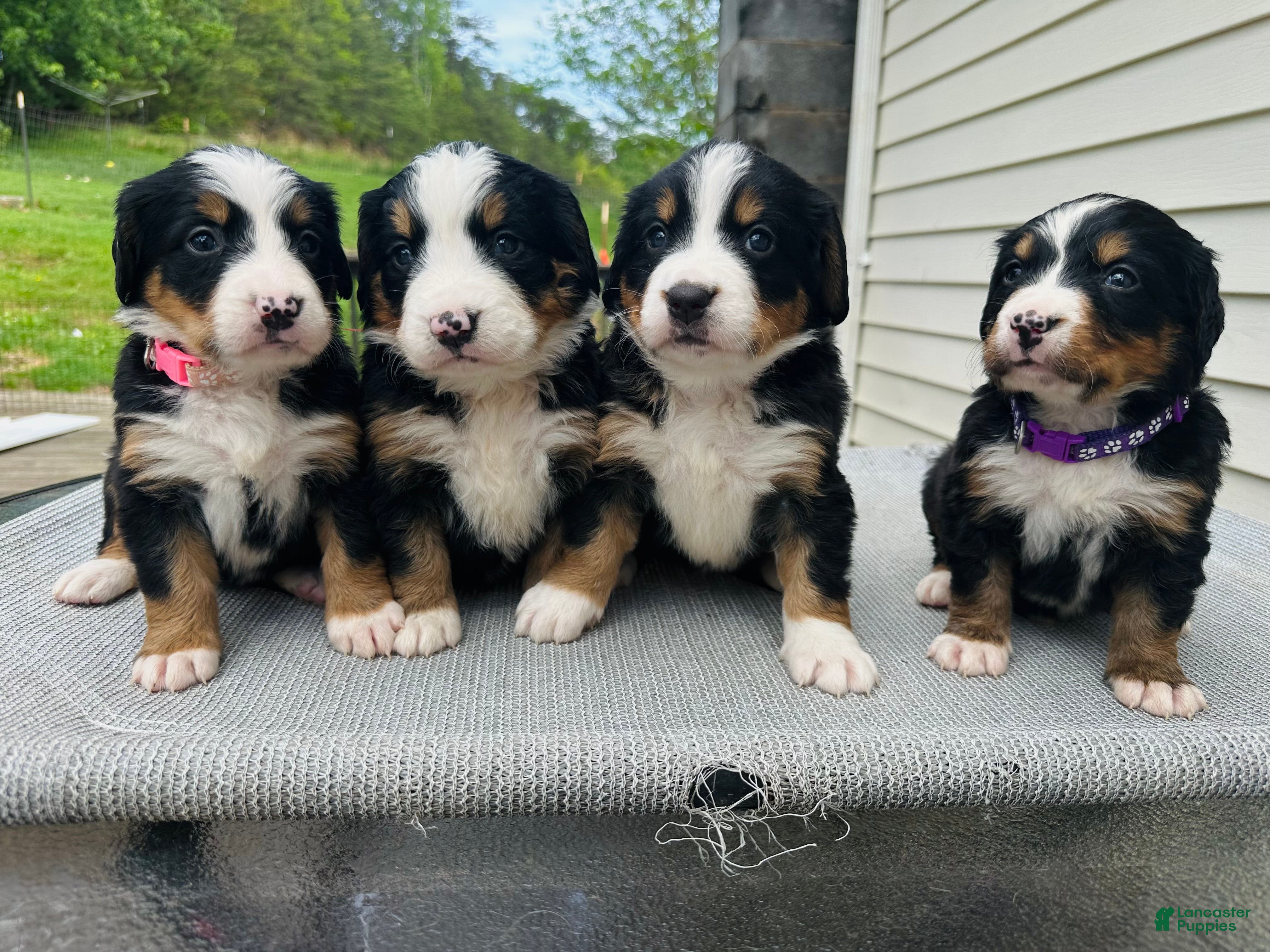 Bernese Mountain Dog dogs Berner bunch - Ad 1