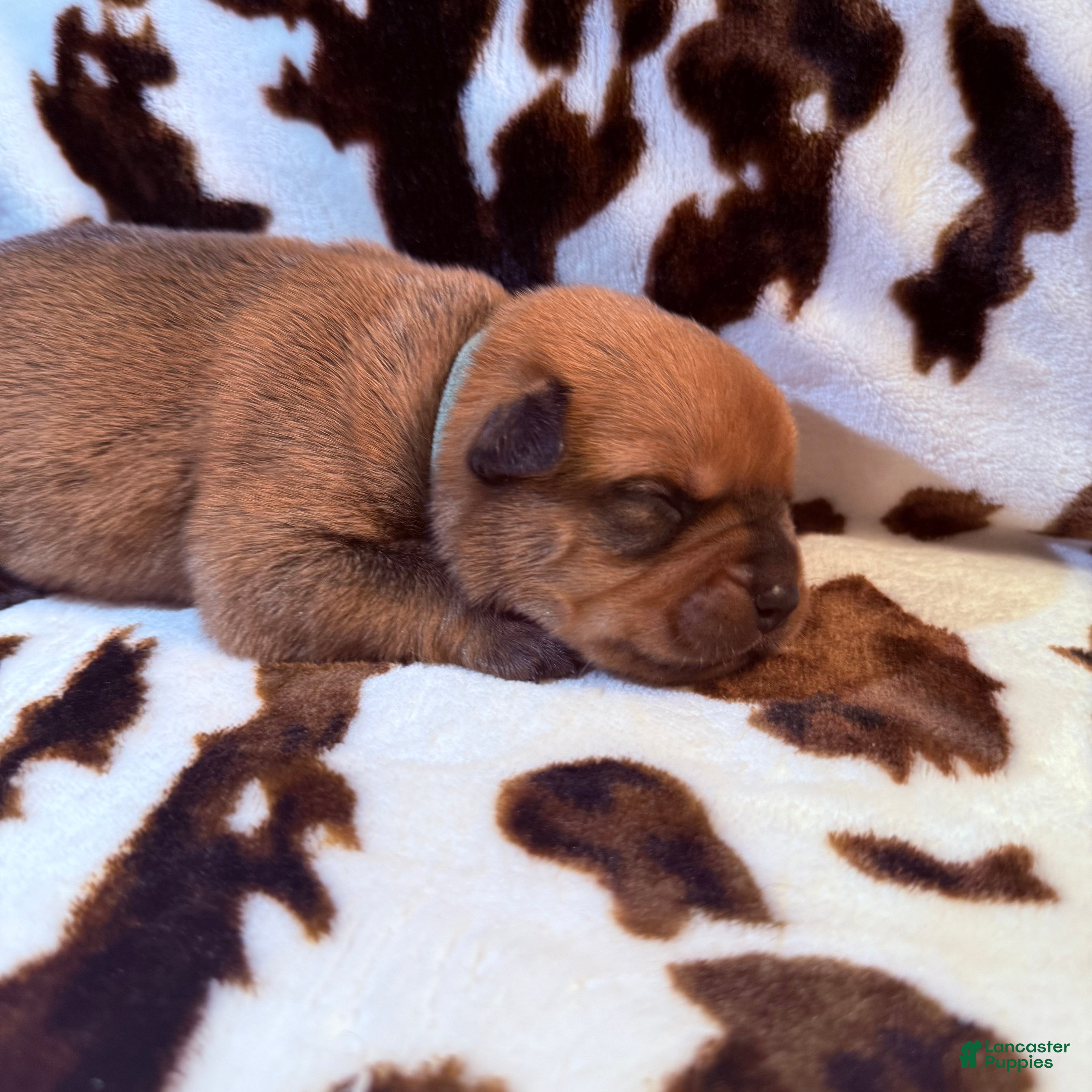 Mixed Breed dogs Mint - Ad 35