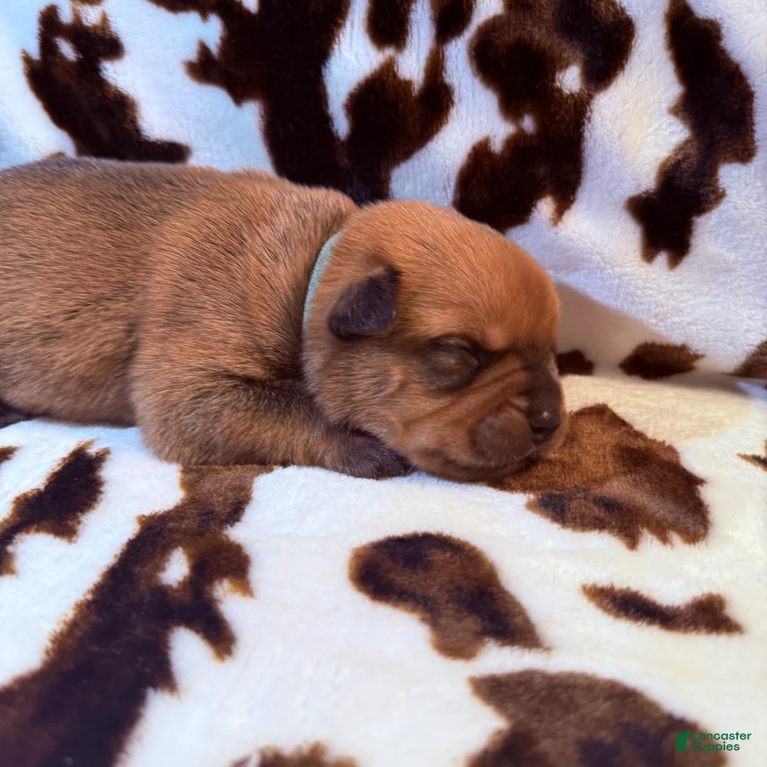 Mixed Breed dogs for sale: Mint - Ad 1