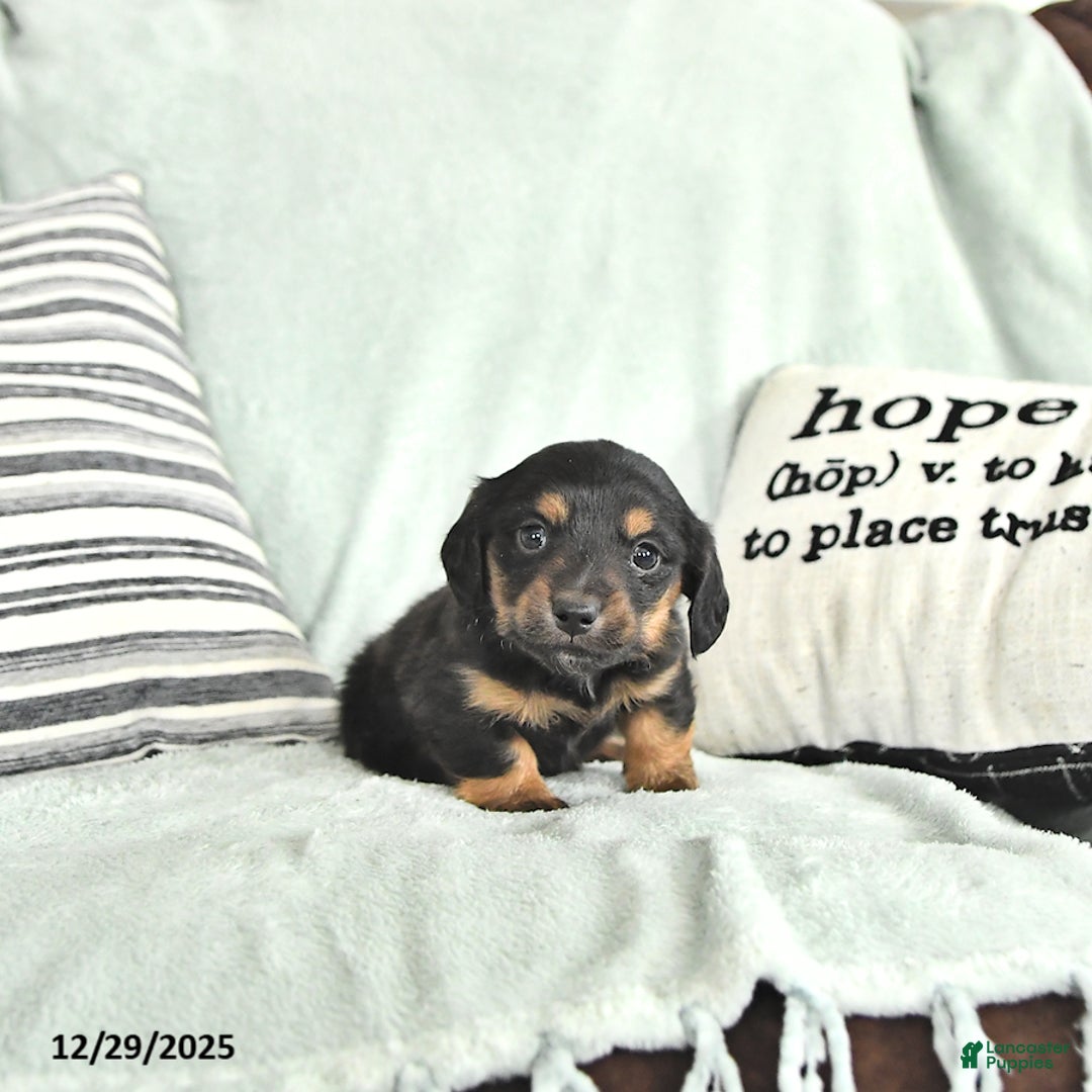 Miniature Dachshund dogs for sale: Twinkle - Ad 2