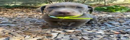 Labrador Retriever dogs for sale: Charlie - Ad 4