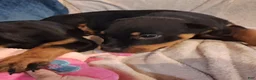 Rottweiler dogs for sale: Rottweiler Puppy 4 - Ad 5