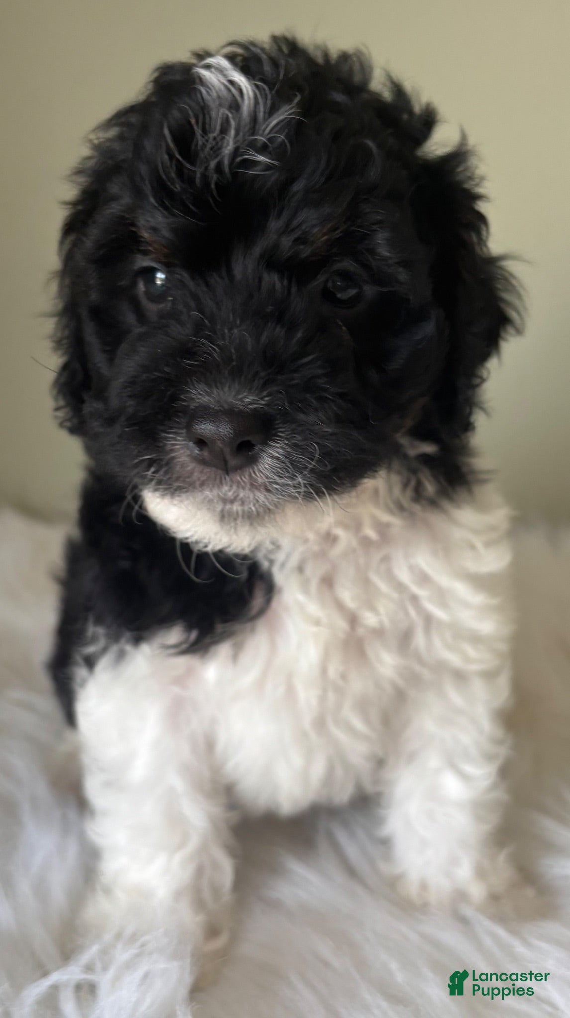 Mini Bernedoodle dogs Midnight  - Ad 1