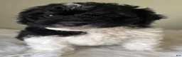 Mini Bernedoodle dogs for sale: Midnight  - Ad 1