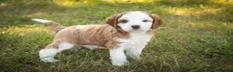 Cavapoo dogs for sale: Larry Cavapoo  - Ad 18