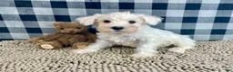 Miniature Schnauzer dogs for sale: Steve - Ad 5