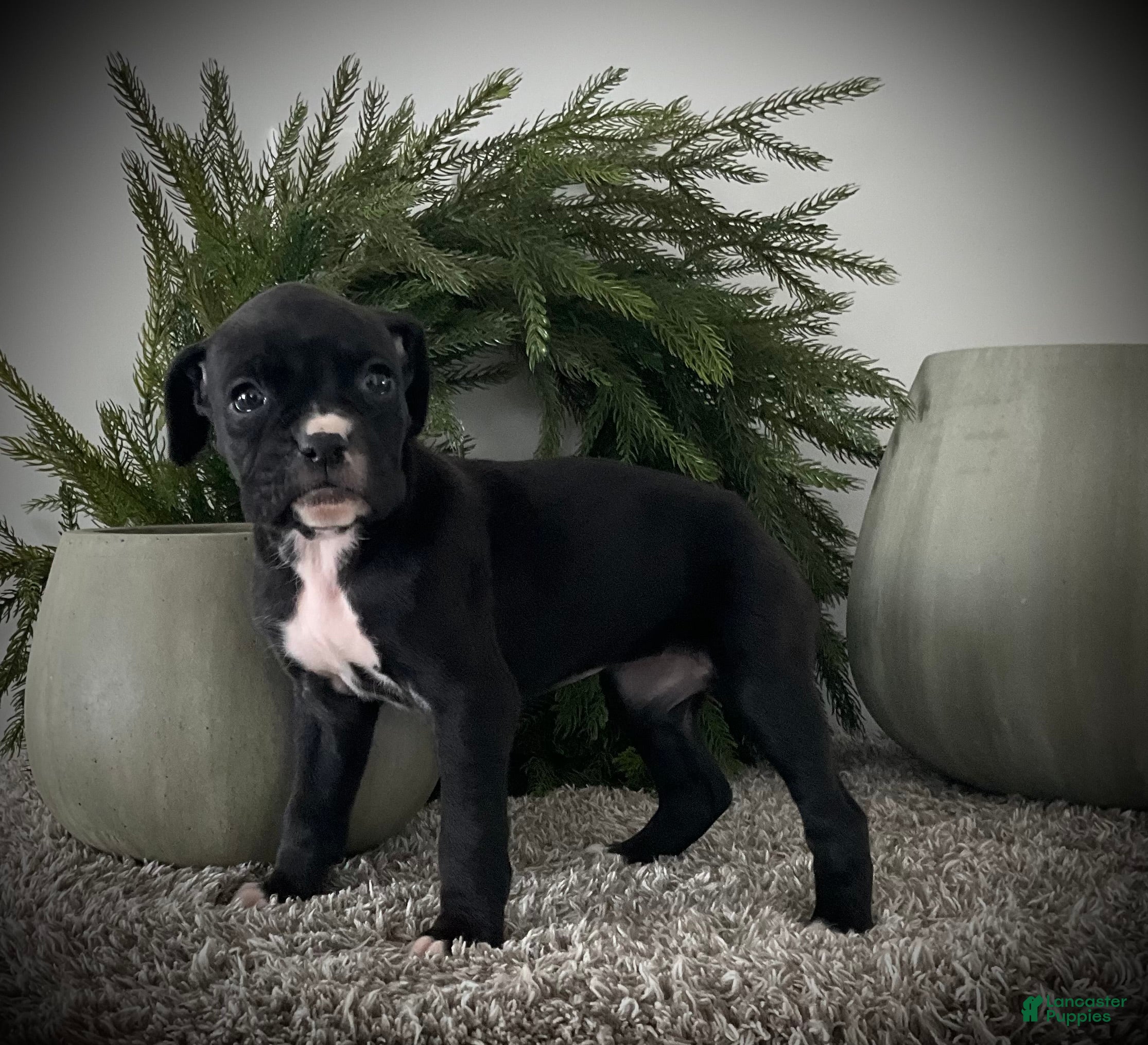 Boxer dogs Baily  - Ad 27