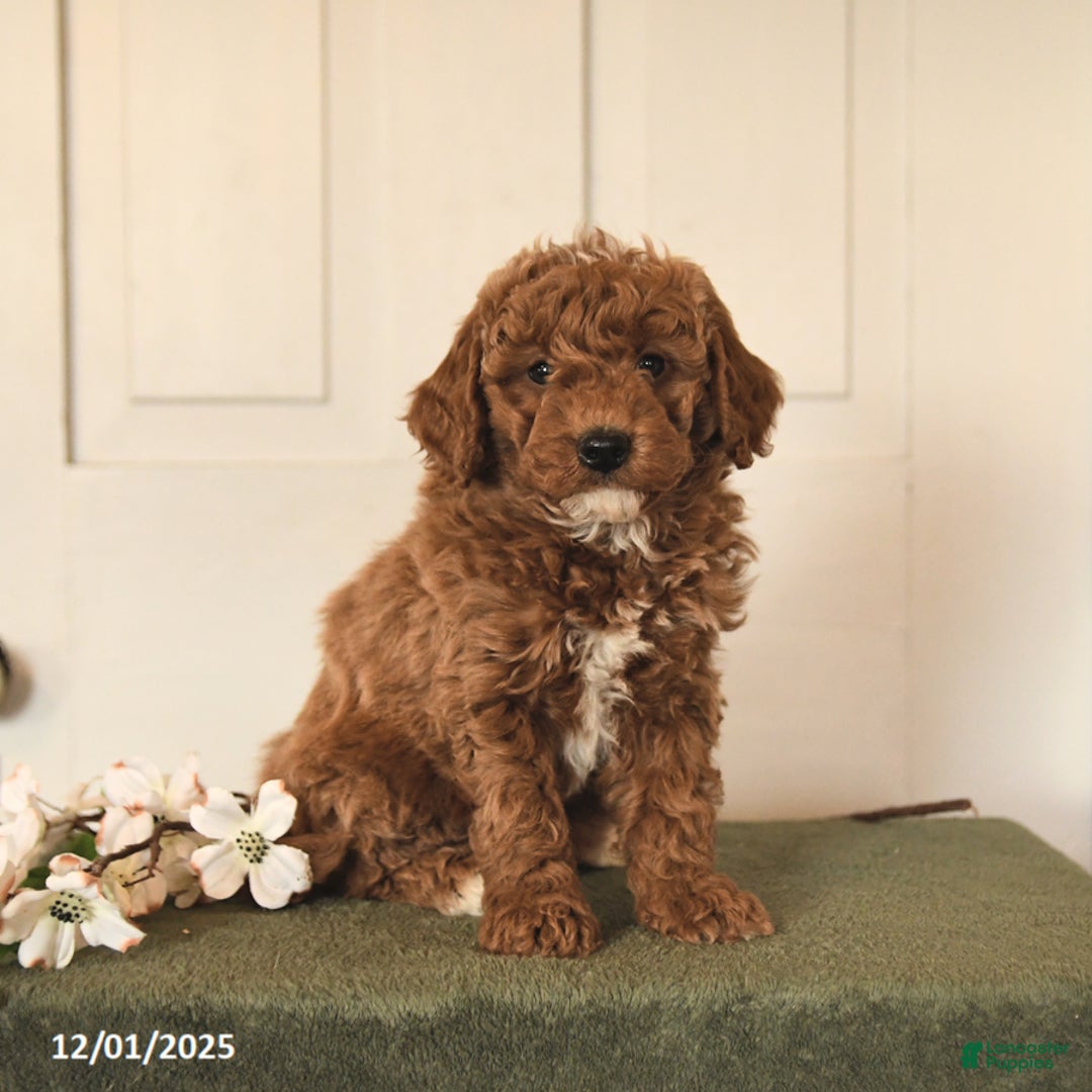 Mini Goldendoodle dogs for sale: Parsley - Ad 2