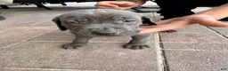 Mixed Breed dogs for sale: Mixed Breed Puppy 2 (teal)  - Ad 6
