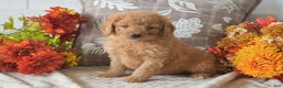Cavapoo dogs for sale: Rusty - Ad 2