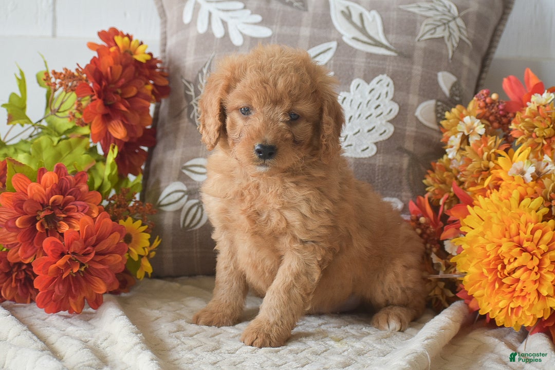 Cavapoo dogs for sale: Rusty - Ad 2