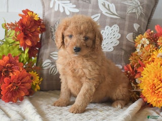Cavapoo dogs Rusty - Ad 40