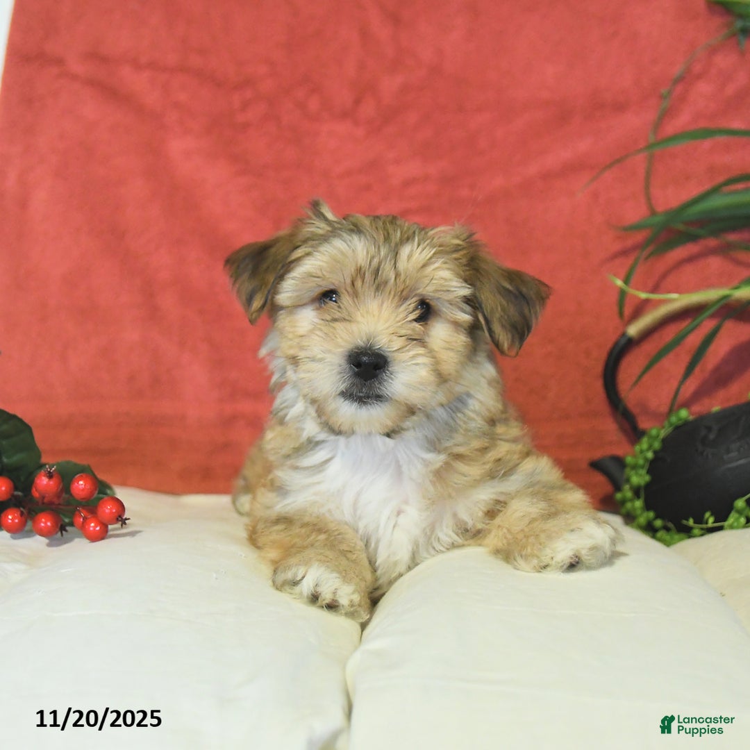 Yochon dogs for sale: Trixie - Ad 2