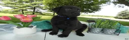 Sheprador dogs for sale: Sheprador 2 Cooper - Ad 3