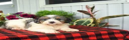 Mini Bernedoodle dogs for sale: Riot - Ad 4