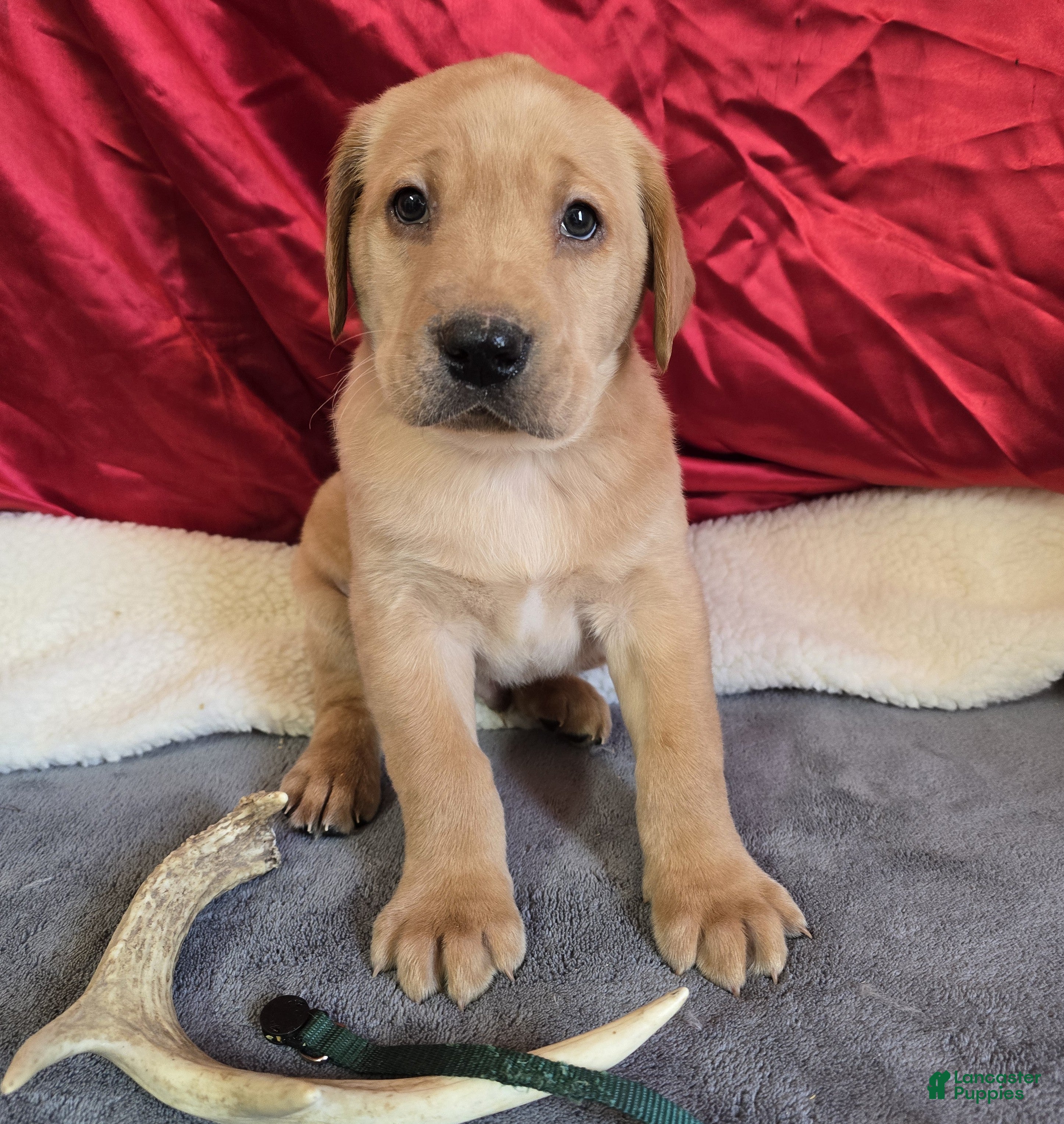 Labrador Retriever dogs Labrador Retriever Puppy 4 - Ad 15