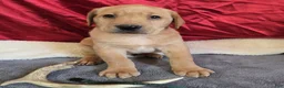 Labrador Retriever dogs for sale: Labrador Retriever Puppy 4 - Ad 1