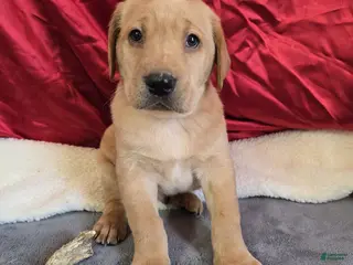 Labrador Retriever dogs Labrador Retriever Puppy 4 - Ad 15