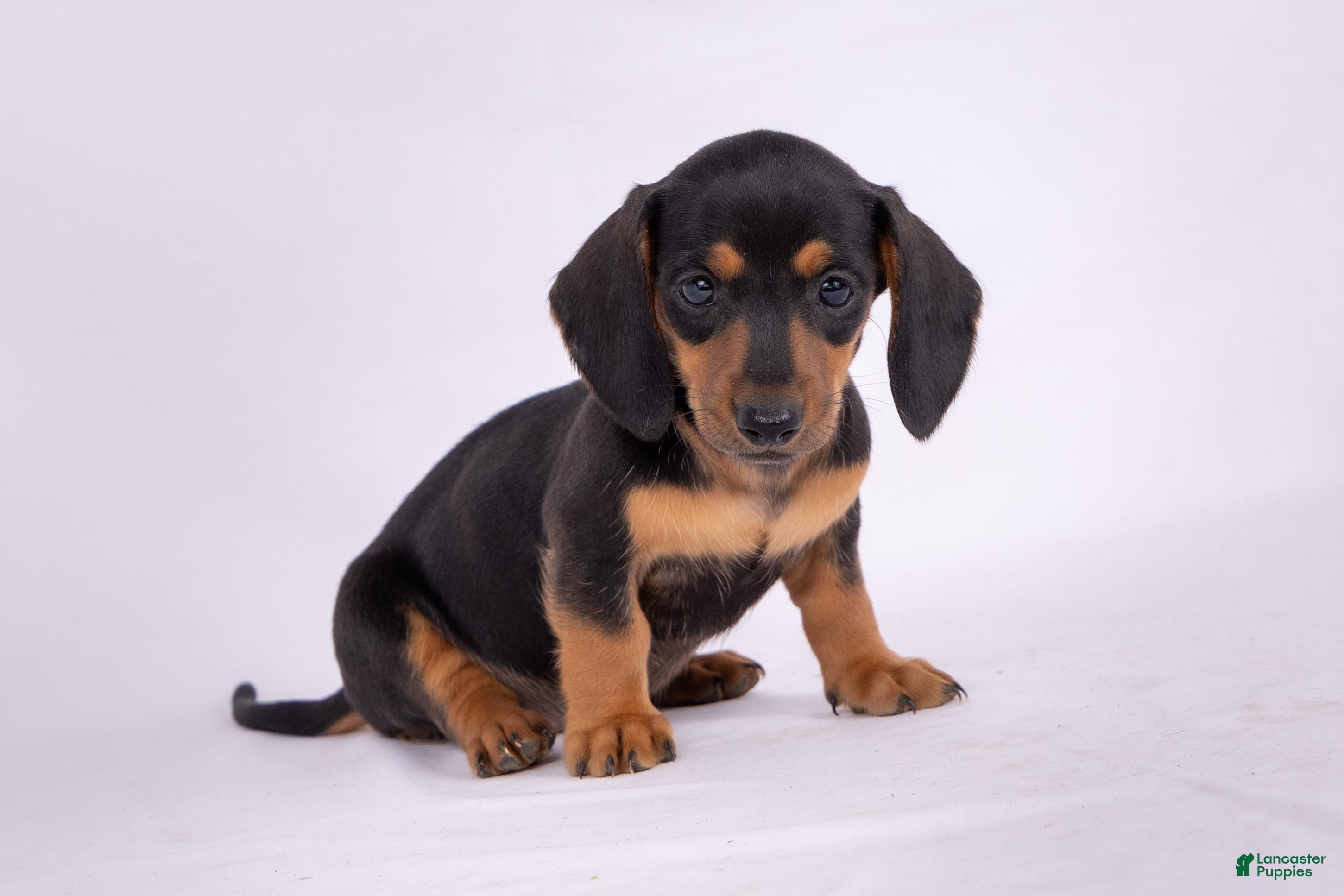 Miniature Dachshund dogs Patsy - Ad 1