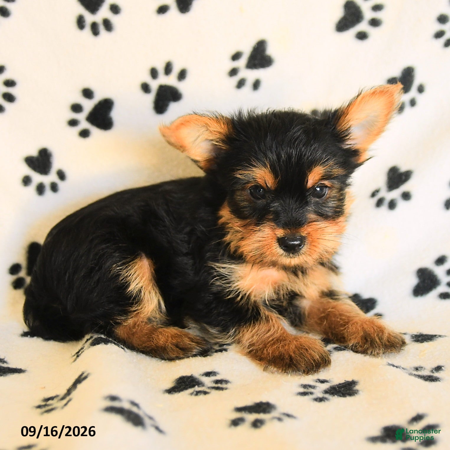 Yorkshire Terrier dogs Jackpot - Ad 2