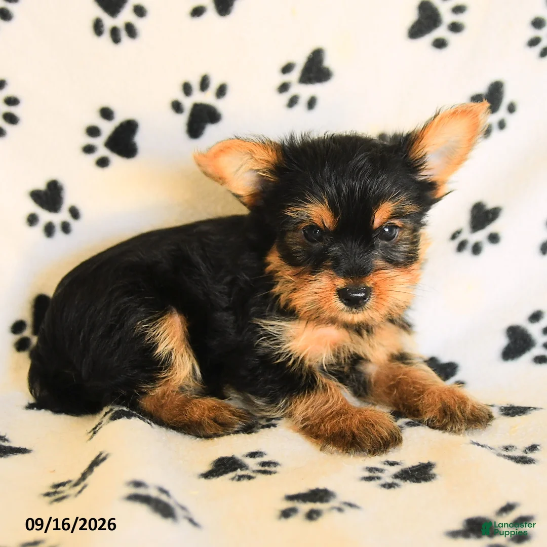 Yorkshire Terrier dogs for sale: Jackpot - Ad 2