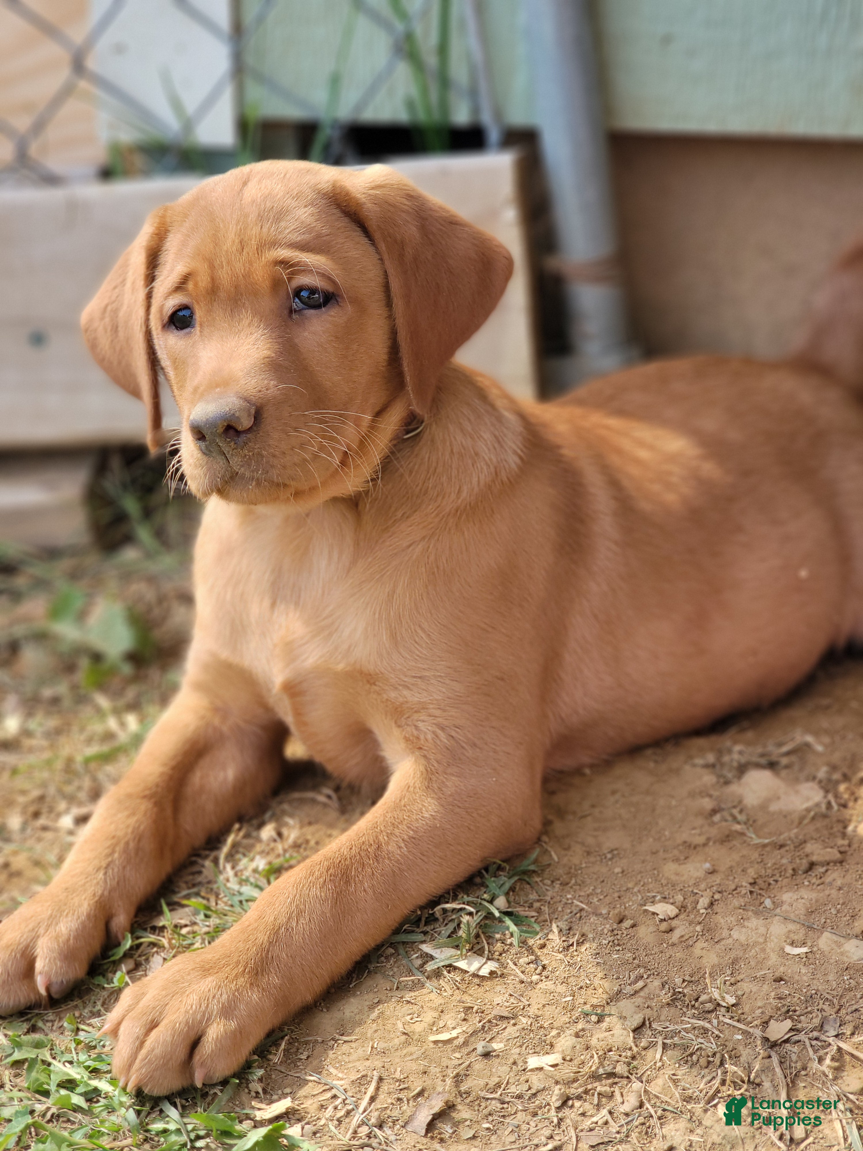 Labrador Retriever dogs Lolli (tan collar) - Ad 1