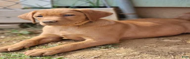 Lolli (tan collar)
