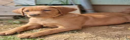Labrador Retriever dogs for sale: Lolli (tan collar) - Ad 1