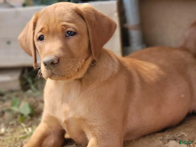Labrador Retriever dogs for sale: Lolli (tan collar) - Ad 1