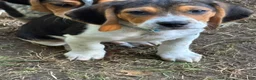 Beagle dogs for sale: Beagle 2 - Ad 2