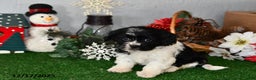 Cavachon dogs for sale: Rambo - Ad 2