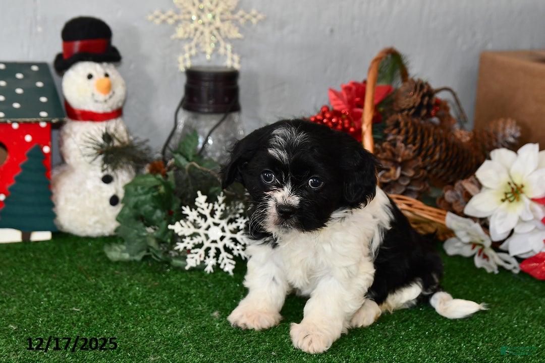 Cavachon dogs for sale: Rambo - Ad 2