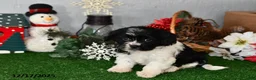 Cavachon dogs for sale: Rambo - Ad 2