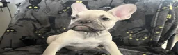 French Bulldog dogs for sale: Quasimodo - Ad 3