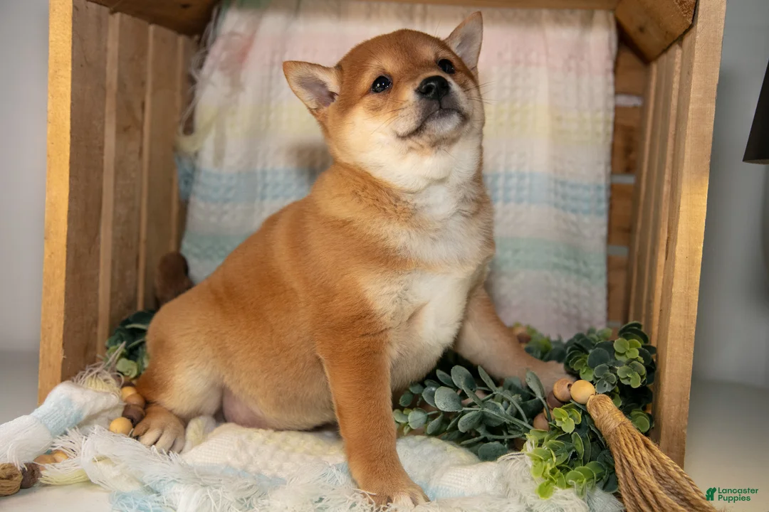 Shiba Inu dogs for sale: Lottie - Ad 3