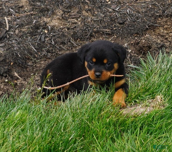Rottweiler dogs Hadley - Ad 1