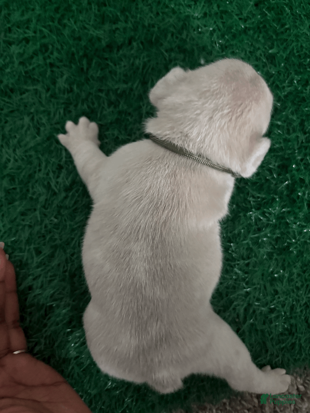 French Bulldog dogs for sale: Junie - Ad 4