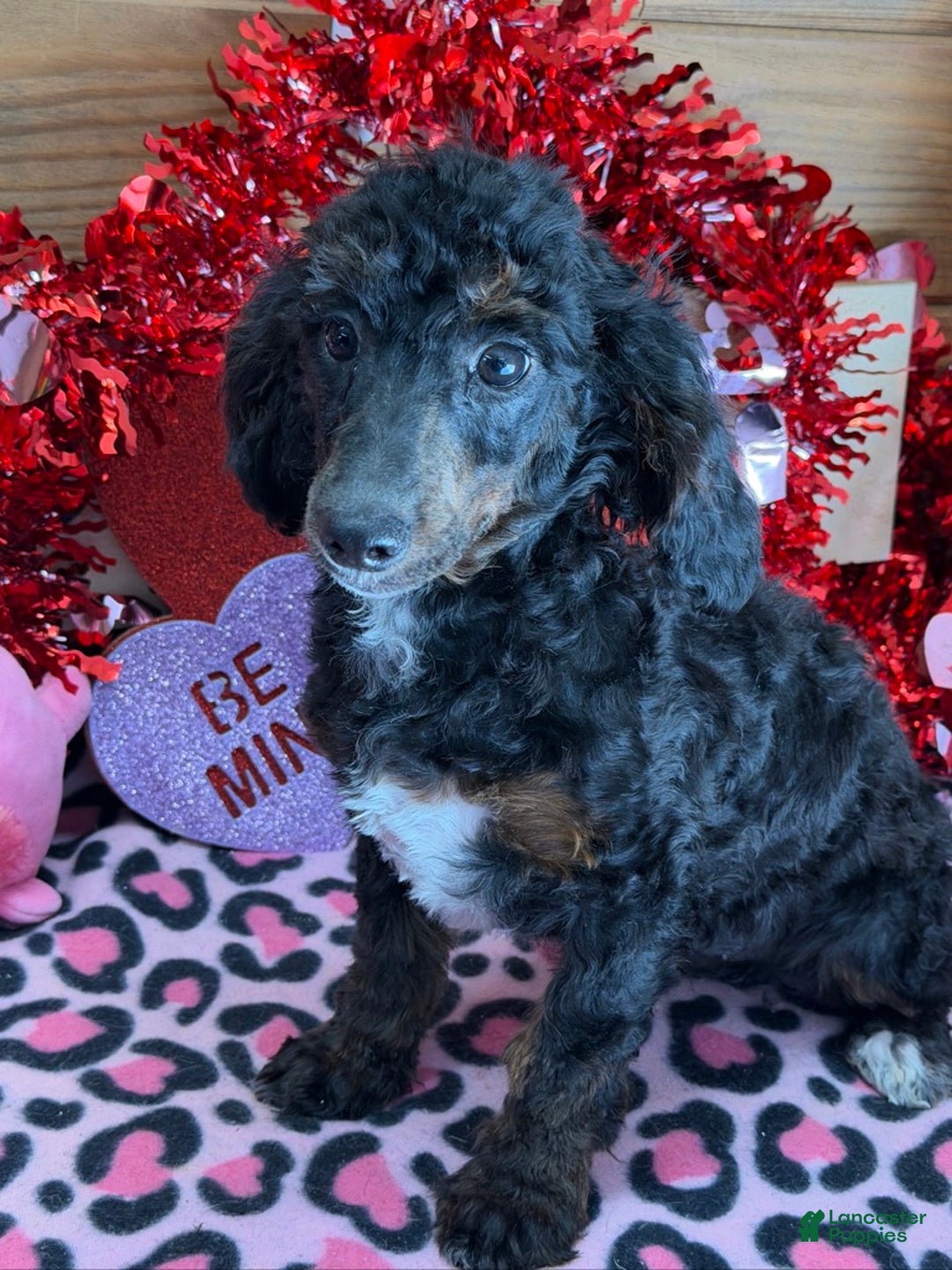 Miniature Poodle dogs for sale: Miniature Poodle Jenny - Ad 3