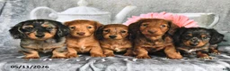 Miniature Dachshund dogs for sale: Rex - Ad 3