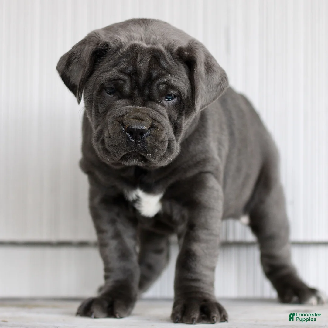 Cane Corso dogs for sale: Nalani  - Ad 1