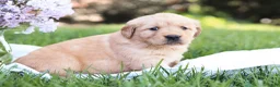 Golden Retriever dogs for sale: Golden Retriever Puppy 4 - Ad 4
