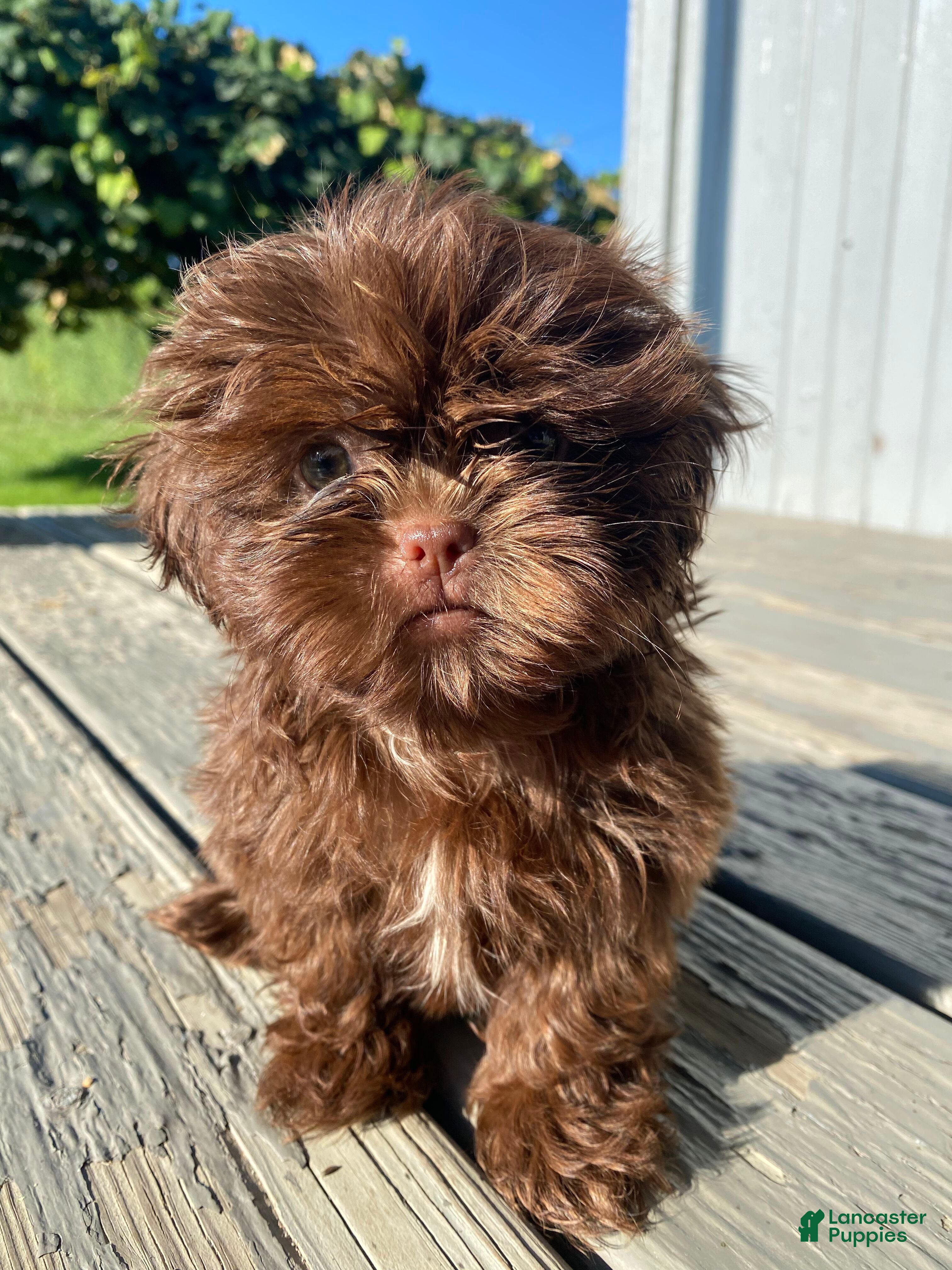 Shih Tzu dogs Daisy - Ad 1