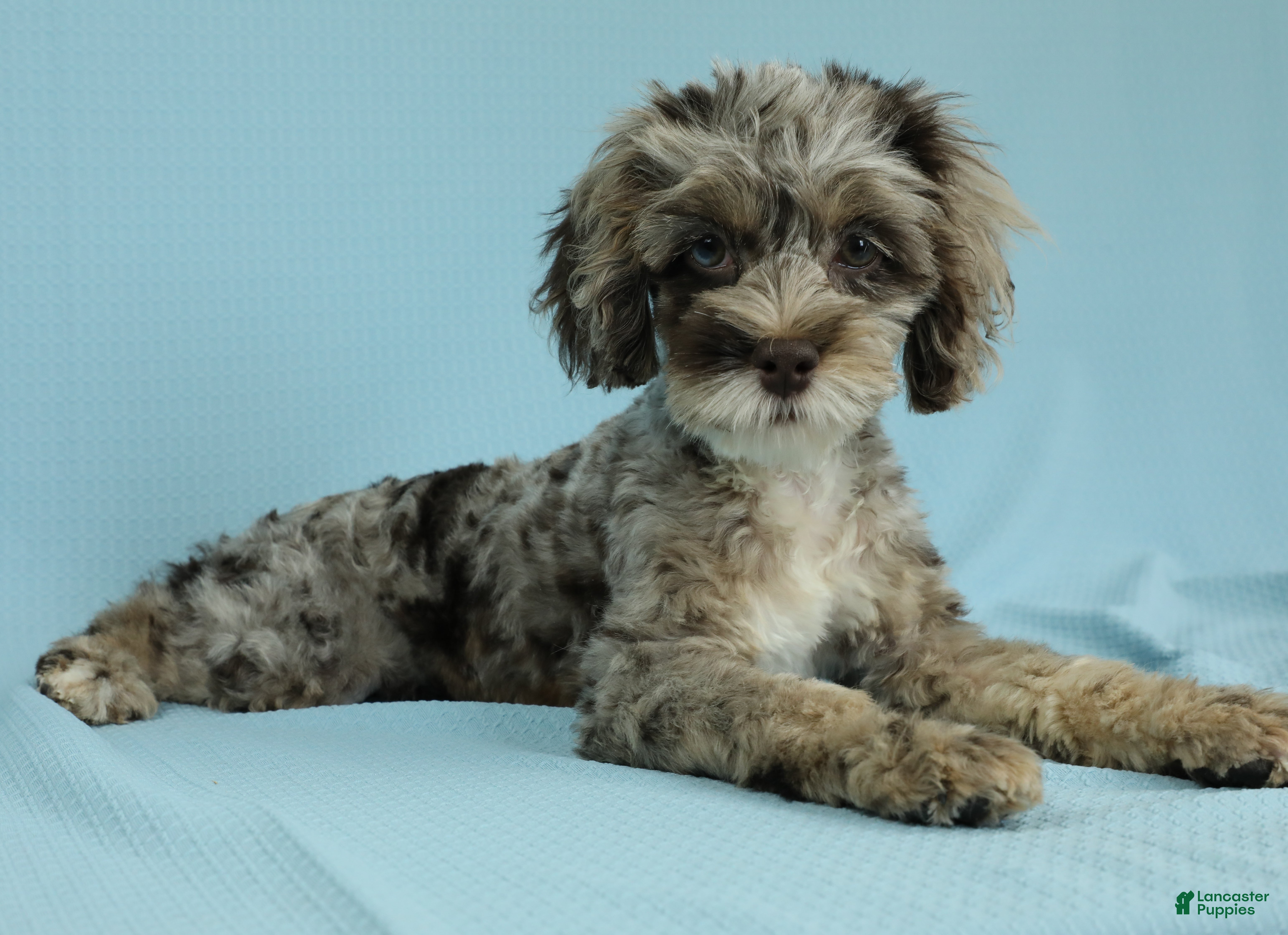 Cockapoo dogs Hazel - Ad 1