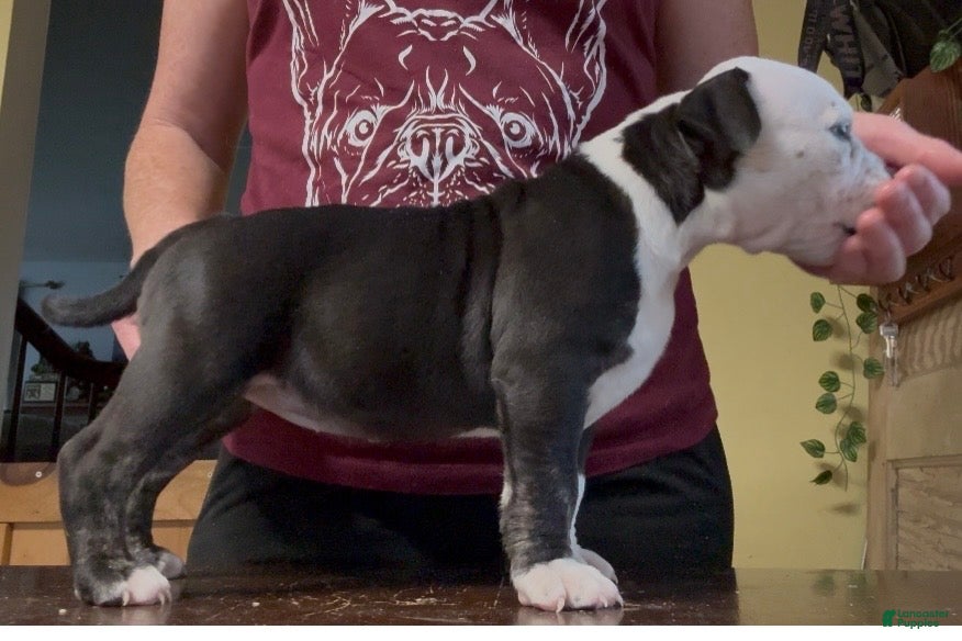 American Bully dogs Black Ticked Trindle 1  - Ad 2