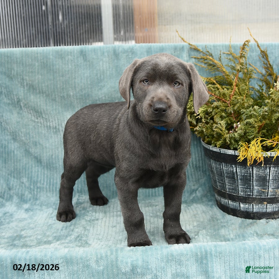Labrador Retriever dogs Thunder - Ad 2