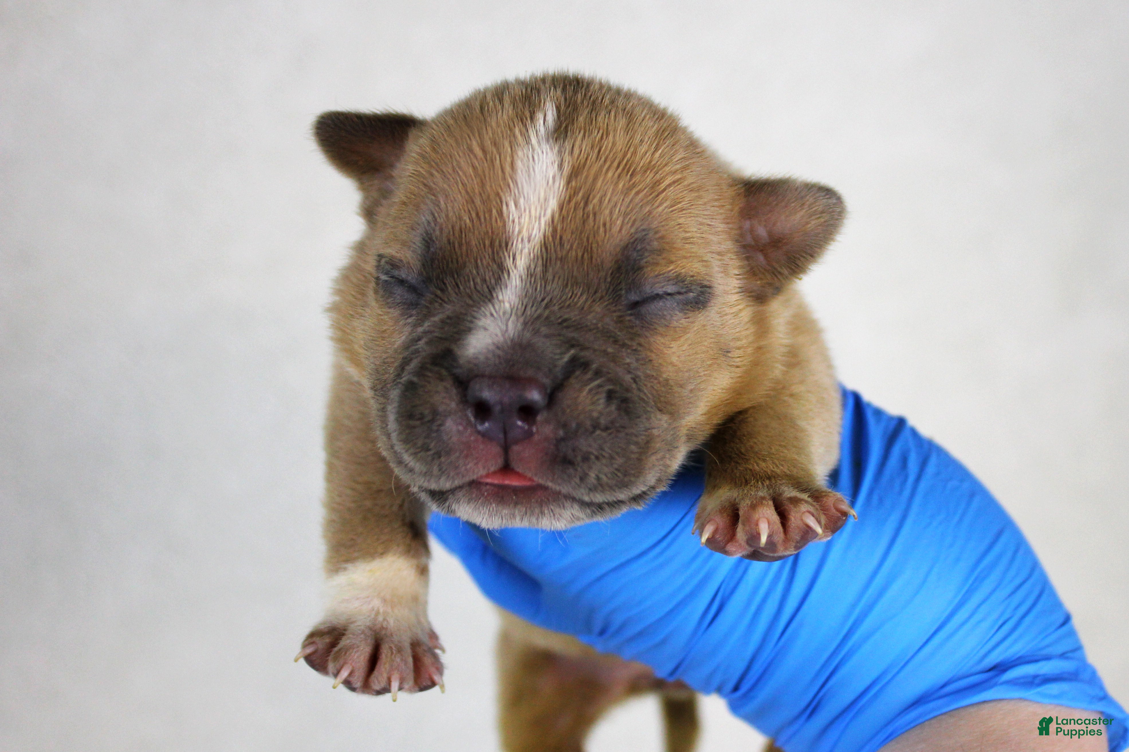 American Bully dogs Fawn Female (1 white foot) - Ad 4