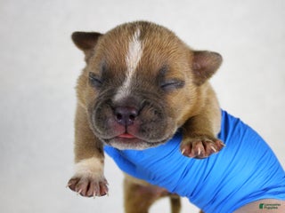 American Bully dogs Fawn Female (1 white foot) - Ad 4