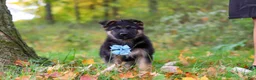 German Shepherd dogs for sale: Richard - Ad 5
