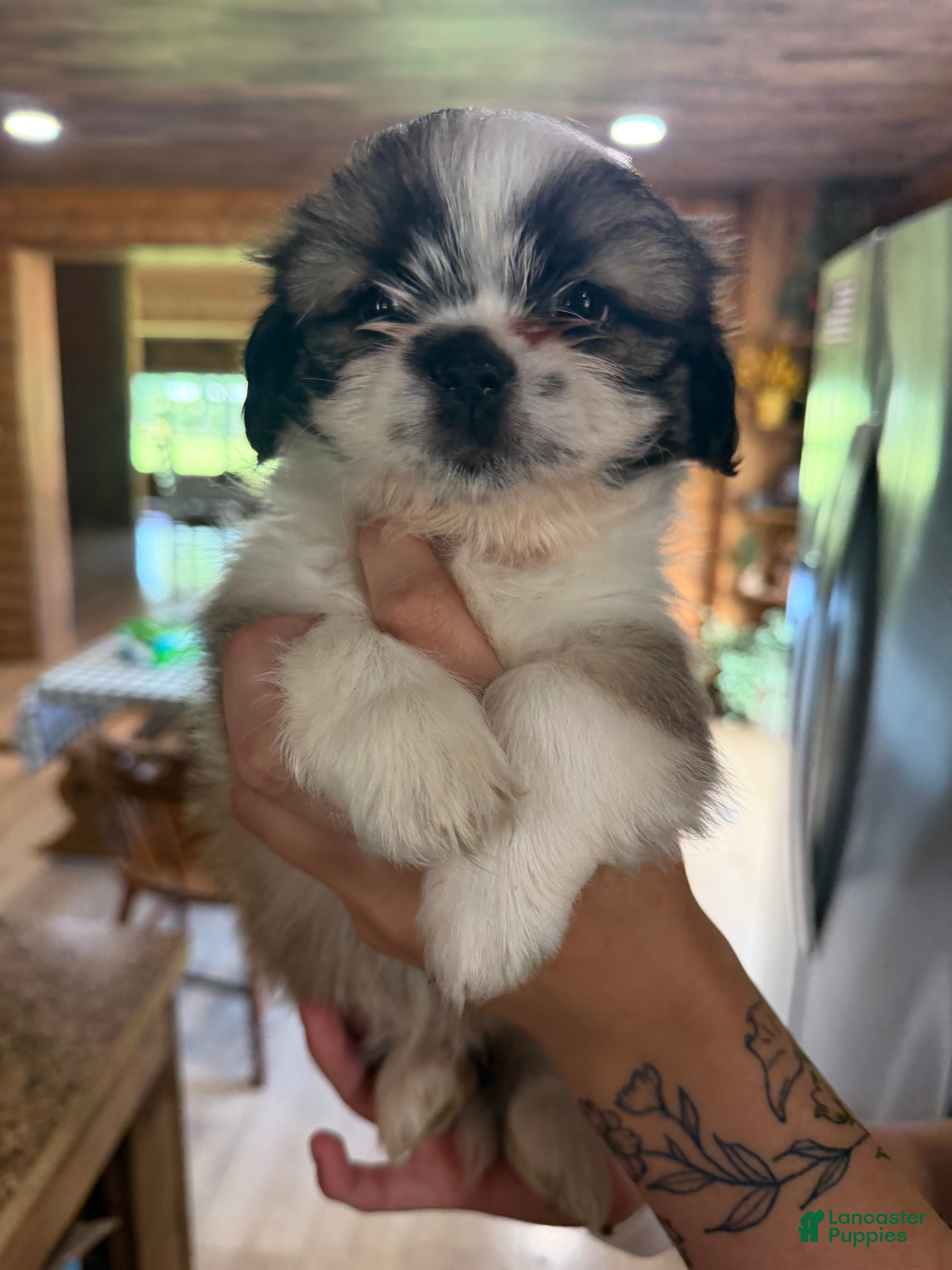 Shih Tzu dogs Bear - Ad 1