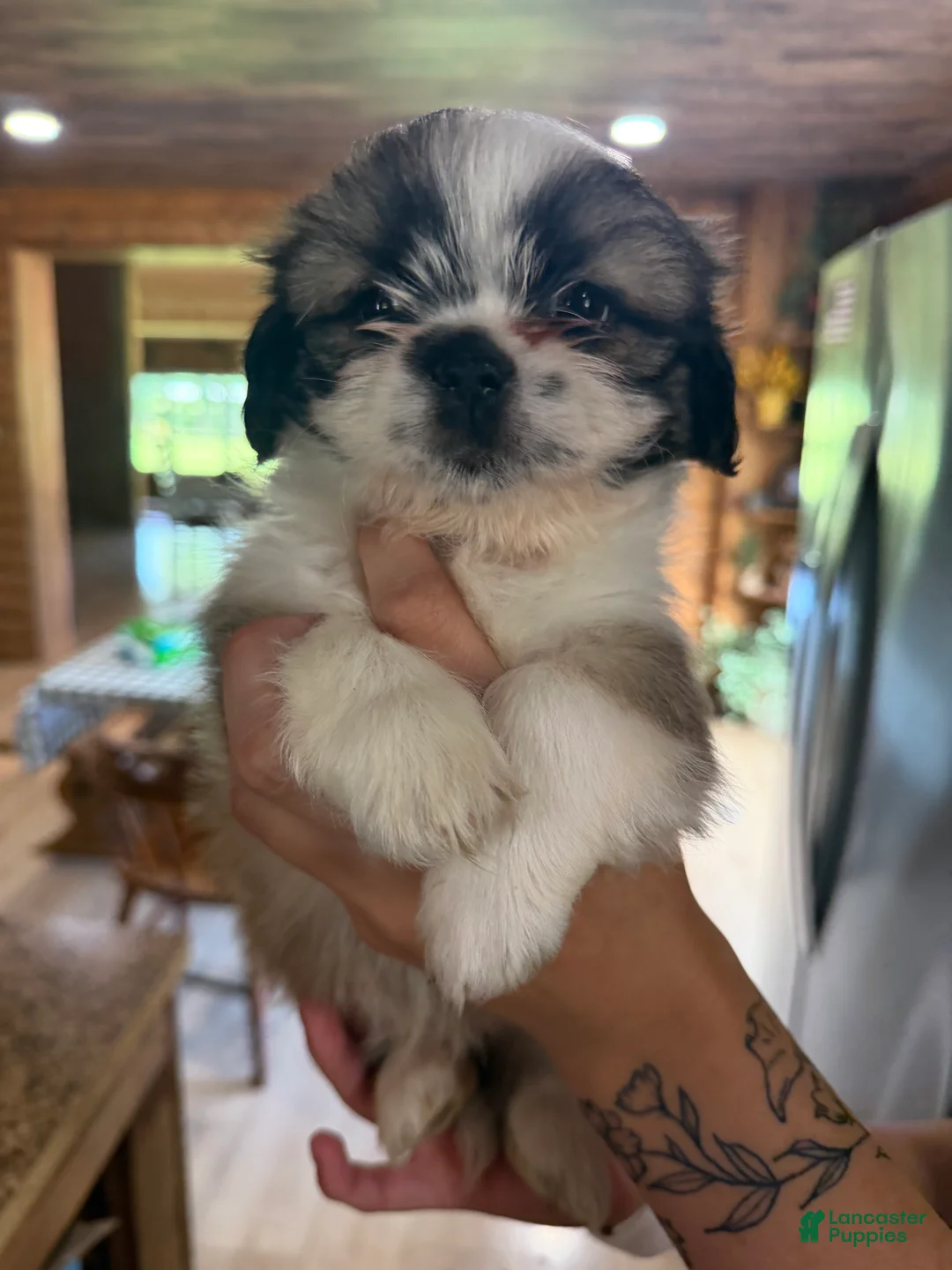 Shih Tzu dogs for sale: Bear - Ad 1